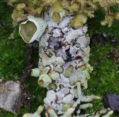 Lattice Tube Lichen thumbnail 4