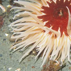 Candy-striped Shrimp thumbnail 3