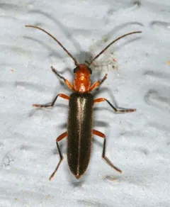 Xanthochroina bicolor thumbnail 4