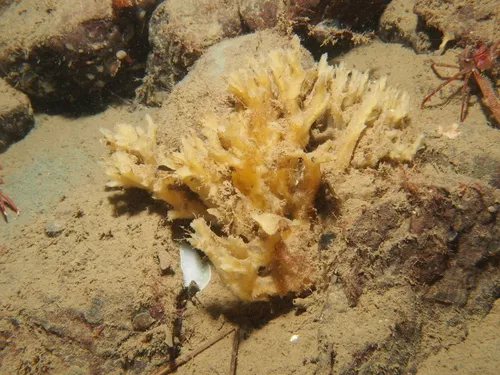 Myxilla austini