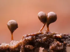 Trichia crateriformis thumbnail 1