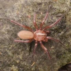 Swollen Meshweaver thumbnail 3