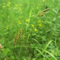 chestnut sedge thumbnail 3