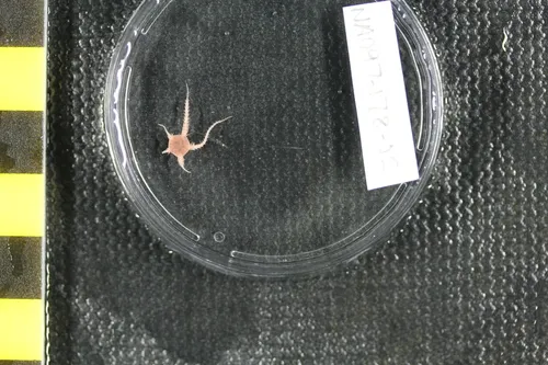 Ophiura leptoctenia