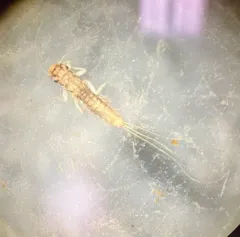 Habrophlebia vibrans thumbnail 3