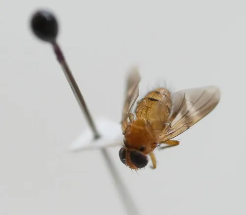 Oestrophasia signifera