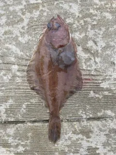 Flathead Sole thumbnail 4