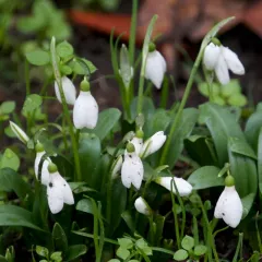 Green Snowdrop thumbnail 3