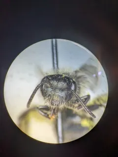 Caerulean Miner Bee thumbnail 1