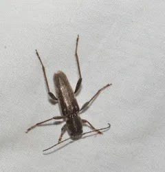 Arrowhead Borer thumbnail 2