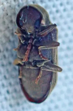 Priobium sericeum thumbnail 2