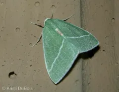 Chlorosea nevadaria thumbnail 3
