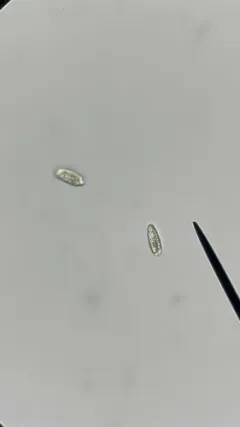 Cryptomonas paramaecium thumbnail 3