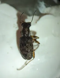 Elaphrus purpurans thumbnail 4