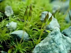 Ptychomitrium gardneri thumbnail 2
