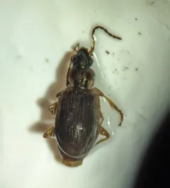 Agonum anchomenoides thumbnail 2