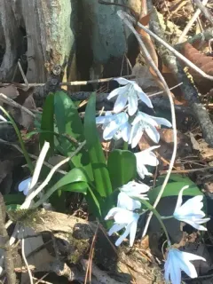 Mishchenko squill thumbnail 1