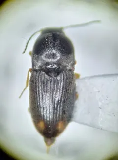 Zorochros caurinus thumbnail 3