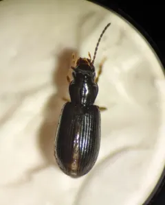 Small California Harp Ground Beetle thumbnail 3