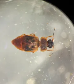 Megarthrus pictus thumbnail 3