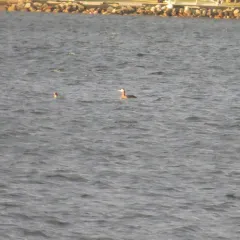 Red-necked Grebe thumbnail 2