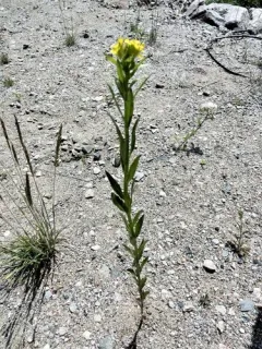 Erysimum virgatum thumbnail 3