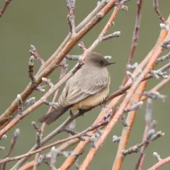 Say's Phoebe thumbnail 2
