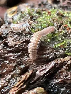 Urochordeuma bumpusi thumbnail 2