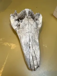 Risso's Dolphin thumbnail 2