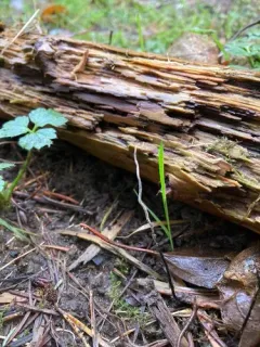Xylaria filiformis thumbnail 4
