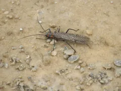 Midwestern Salmonfly thumbnail 4