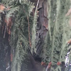 Western Screech-Owl thumbnail 3