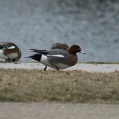 Eurasian Wigeon thumbnail 4