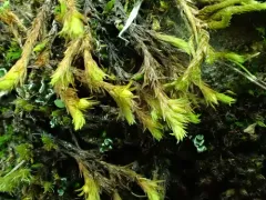 Rock Bristle-moss thumbnail 3