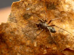 Micaria aenea thumbnail 2
