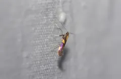 Caloptilia anthobaphes thumbnail 3