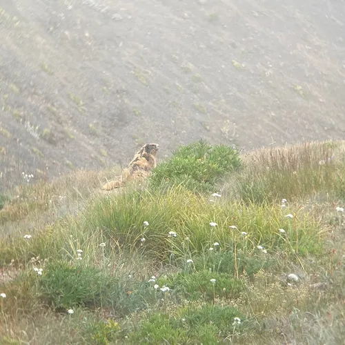 Olympic Marmot