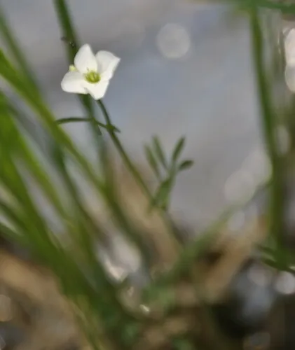 white cuckoo bitter-cress