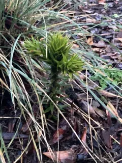 monkey-puzzle thumbnail 3