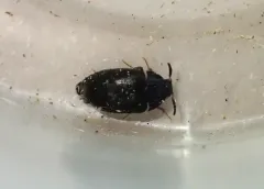 Attagenus schaefferi thumbnail 3