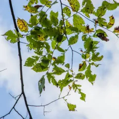 Elm Zigzag Sawfly thumbnail 2