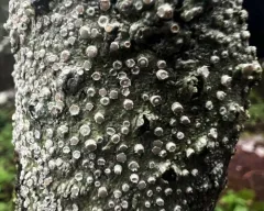 Frosted Wart Lichen thumbnail 2