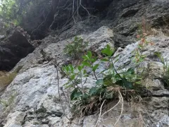 Shadowy Goldenrod thumbnail 1