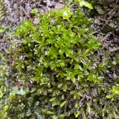 Water Screw-moss thumbnail 4