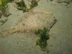 Butter Sole thumbnail 2