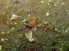 Northern Sculpin thumbnail 2