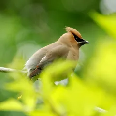 Cedar Waxwing photo