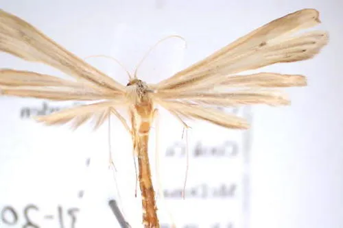 Glenn's Plume Moth