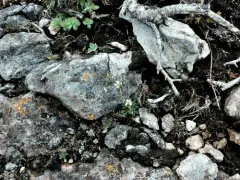 Norwegian Whitlow-grass thumbnail 2