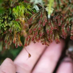American Earwort thumbnail 2
